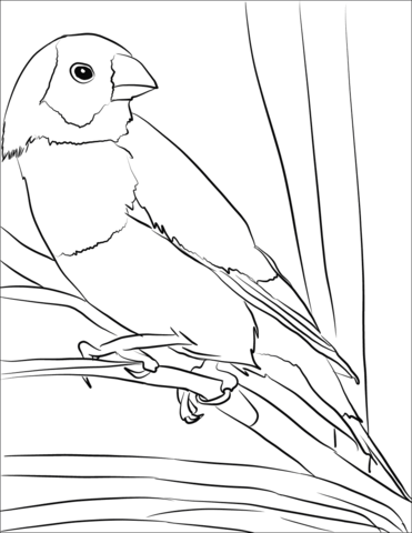 Gouldian Finch Bird Coloring Page